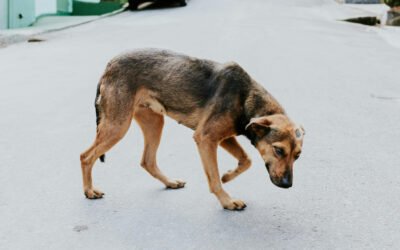 CRISIS DE ABANDONO Y MALTRATO ANIMAL EN EL ESTADO DE MÉXICO UNA EMERGENCIA ESTRUCTURAL SILENCIADA